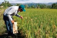 De acuerdo con los agricultores, producir una hectárea de arroz en esta zona puede superar los siete millones de pesos.
