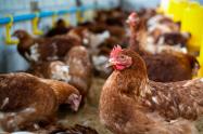 Gallinas 
