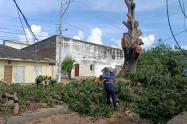 Tala de árbol 