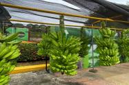 Cerca de 4 millones de cajas de plátano de más de 2.000 pequeños productores independientes de Urabá son exportadas al año