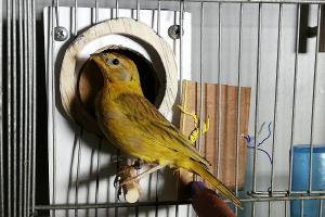 Estos fueron los animales silvestres recuperados por la Secretaria de Ambiente y por la Policía Ambiental. 
