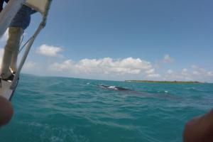 ballena en isla 