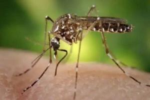 A semana 5 de 2020 ya se registran en el departamento 1941 casos de Dengue