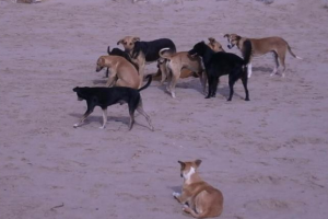 Perros callejeros en Aremasain-La Guajira