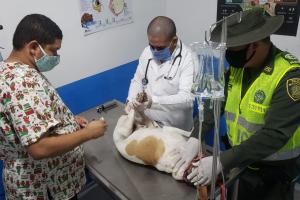 Autoridades rescatan a la canina. 