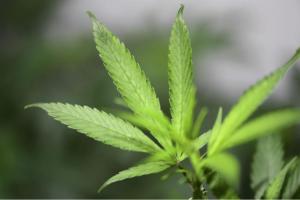 Cultivo de cannabis medicinal.