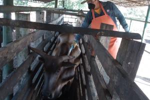 Fedegan, Inmunización, Bovina