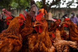 Más de 25 mil gallinas robadas en finca en Repelón (Atlántico)