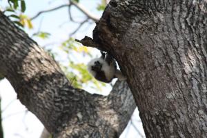Decenas de especies han sido vistos en el Parque Tayrona en medio del aislamiento 