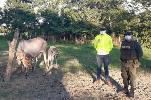 Por el delito de robo de ganado Vacuno la Policía Nacional capturó en el municipio de Majagual a dos sujetos en cercanías al corregimiento de San Roque, sector el Pozón. 