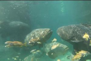 En laboratorio de Cartagena se cerró el ciclo de reproducción de una especie marina que vive hasta 40 años
