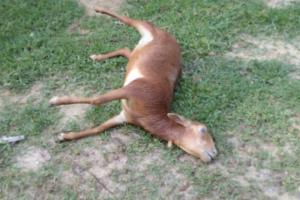 Animales, El Retén, Magdalena