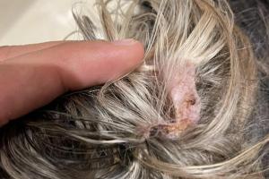 El animal perdió parte de su oreja tras un procedimiento. 