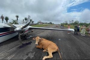 Vacas causan accidente de avioneta en aeródromo de Santa Rosa del Sur, en Bolívar  