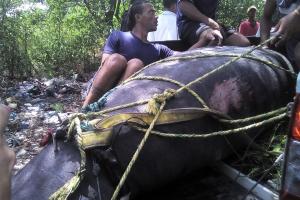 CORPAMAG, indican que el animal fue perseguido por pescadores de Tasajera desde el Puente de la Barra hasta Pueblo Viejo