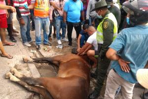 El animal colapso en la vía 