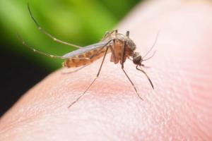 Casos de dengue en Cartagena