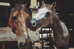 Caballos cocheros