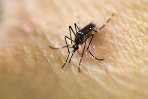 Mosquito Aedes aegypti 