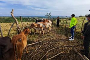 Fueron robadas de la finca Caña Dulce ubicada en el corregimiento de Rocha del municipio de Arjona.  