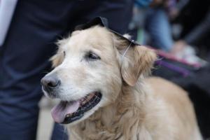 la Fiscalía 15 local imputó el delito de maltrato animal a Alfonso Sáenz López