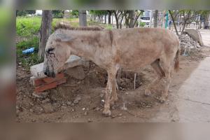 Caso de maltrato animal 