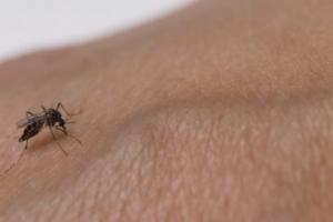 Dengue en Cartagena