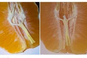 Jesús en una mandarina