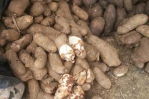 La plaga tiene en jaque a muchos agricultores. 