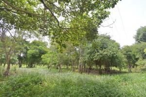 Bosque tropical en Cartagena