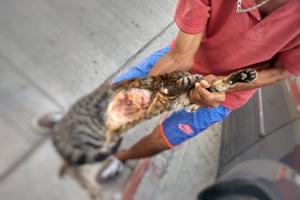 Maltrato animal en Cartagena