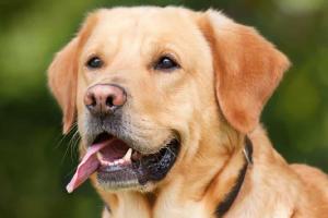 El canino fue lesionado en el cuello. Al agresor le  fueron incautadas además dos tortugas morrocoy.