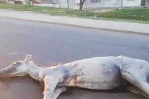 Caballo atropellado por una volqueta