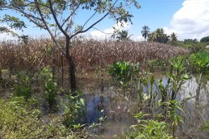 Muchos agricultores afectados