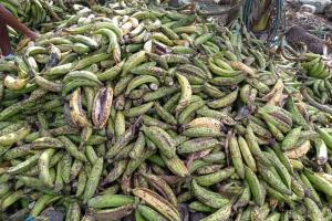La plaga ataca la cáscara del plátano 