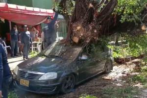 La caída de árbol generó pánico