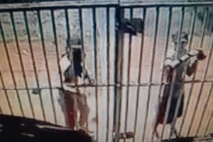 El hecho se registró en la propiedad de un aspirante a la alcaldía de Santo Tomás
