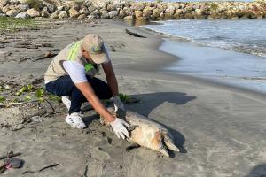 El mamífero murió hace dos días