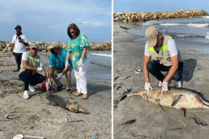 El animal fue hallado con fracturas en sus aletas laterales