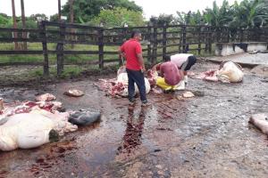 Sacrificaron ocho vacas en la finca El Socorro, de Galapa.
