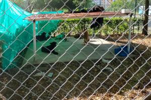 Se creó un espacio solo para los animales de la calle