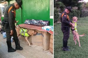 "Lukas" declarado el 'perro antipólvora' de Magangué