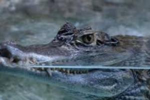Caimanes en el Caño El Limón