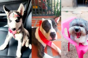 Uno Mascotas Caminata