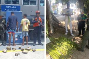 Más de 600 ramos de palma de iraca y 12 tortugas hicoteas 