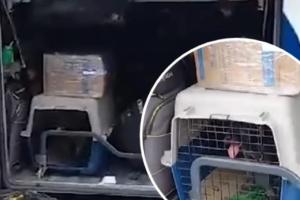 Perro en bodega de equipaje