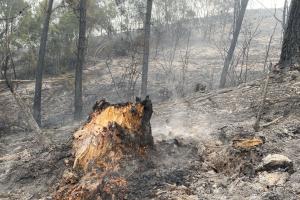 Incendios forestales por el fenómeno de "El Niño"