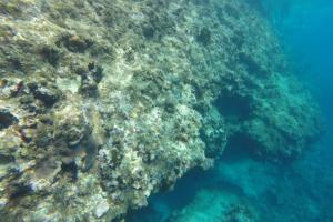 Microorganismos tóxicos en el mar Caribe Colombiano 
