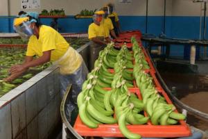 Por paro camionero 220 mil cajas de banano no pudieron ser transportadas al puerto de Santa Marta