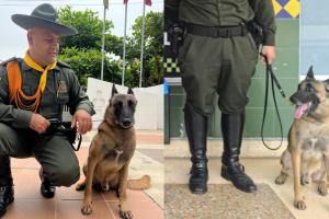 Killer, el perro de la Policía que lucha contra las drogas en Cartagena 